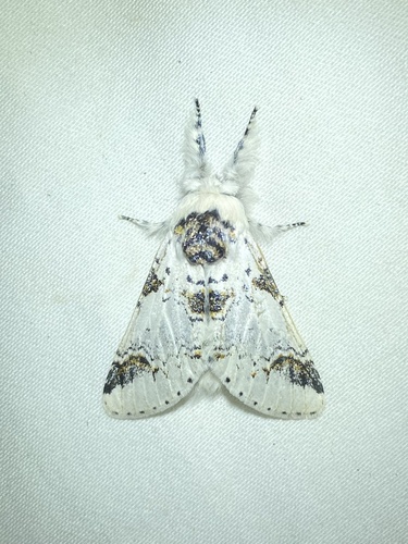 iNaturalist observation photo of Zigzag Furcula Moth