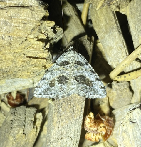 iNaturalist observation photo of Macaria colata