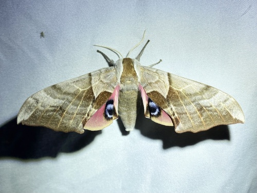 iNaturalist observation photo of Western Eyed Sphinx