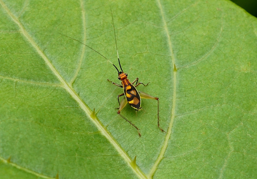 Trigonidiidae image