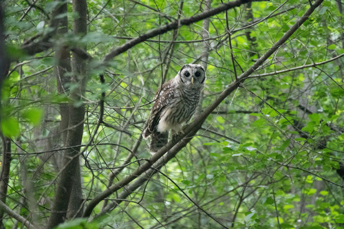 View observation of {o.common_name} on iNaturalist