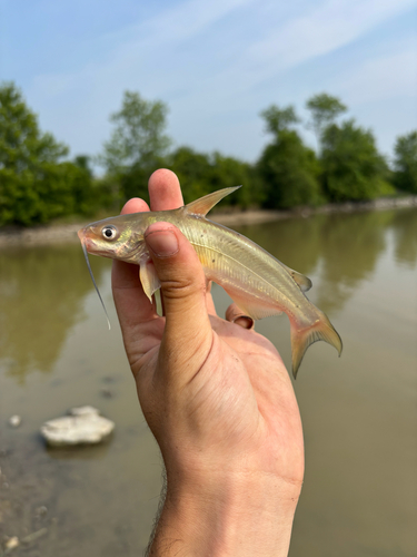 Ictalurus punctatus