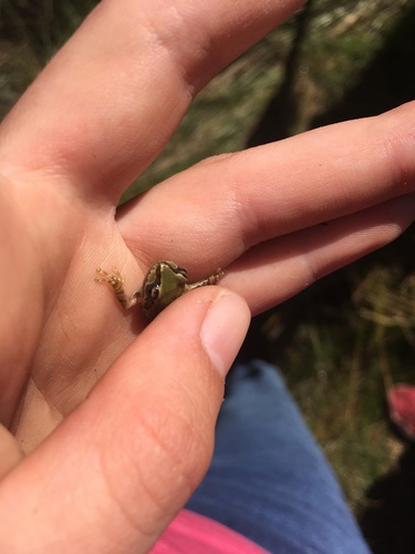 iNaturalist observation photo of Pacific chorus frog