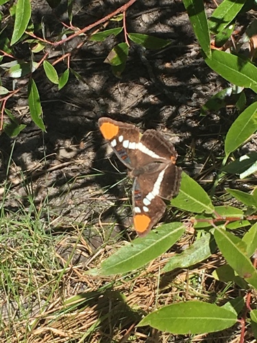 iNaturalist observation photo of California Sister