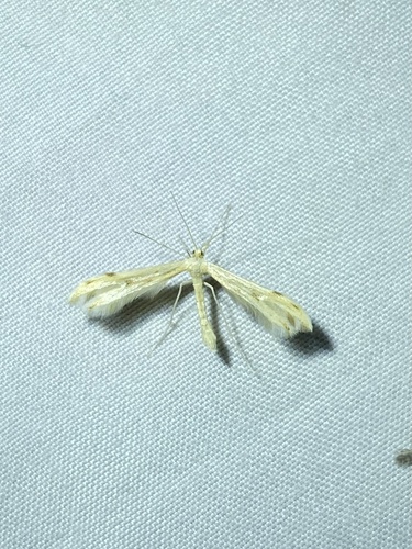 iNaturalist observation photo of Yarrow Plume Moth