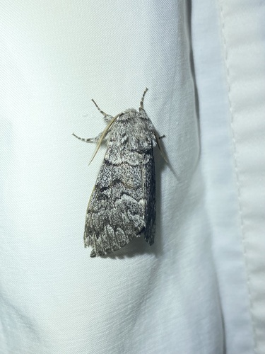 iNaturalist observation photo of Panthea