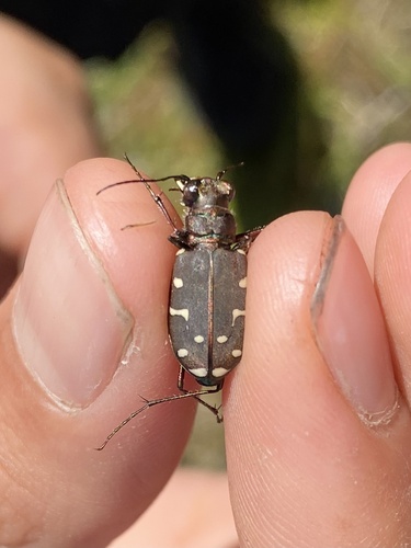 iNaturalist observation photo of Western Tiger Beetle