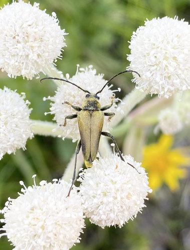 iNaturalist observation photo of Yellow Velvet Beetle