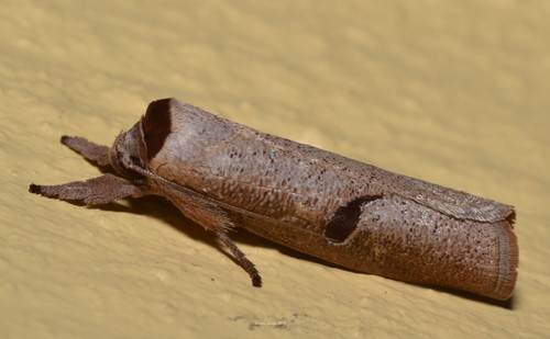 Pilostibes stigmatias Meyrick, 1890