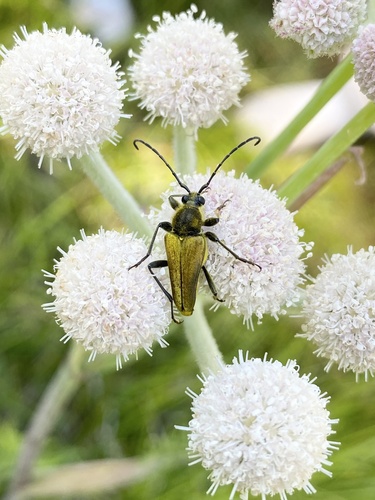 iNaturalist observation photo of Yellow Velvet Beetle