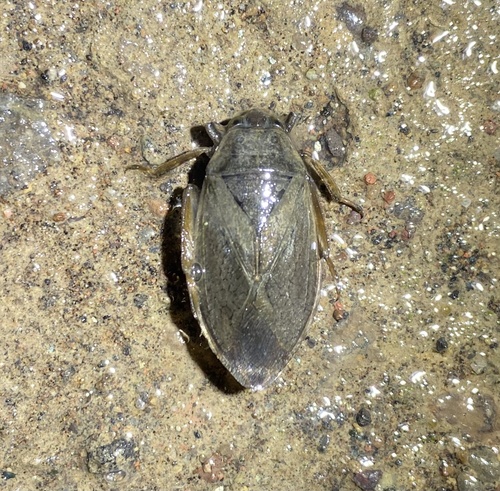 iNaturalist observation photo of Belostoma