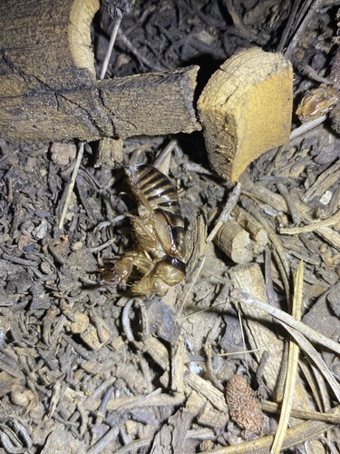 iNaturalist observation photo of Putnam's Cicada