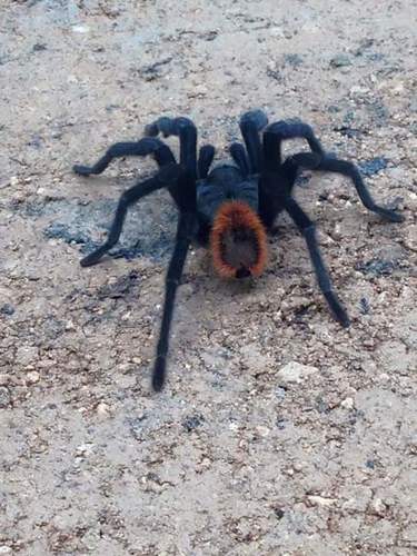 Yucatán Rust-rump Tarantula