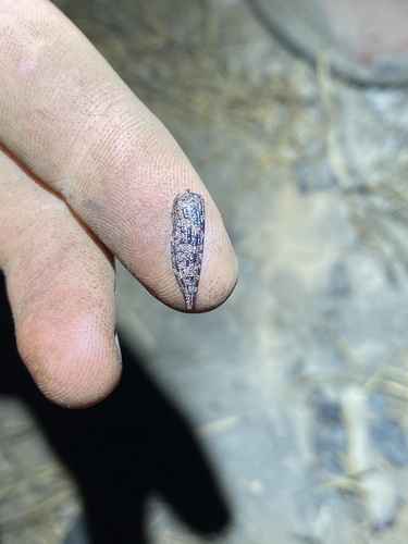 iNaturalist observation photo of Dicerca crassicollis