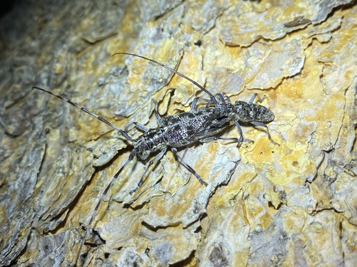 iNaturalist observation photo of Spotted Pine Sawyer