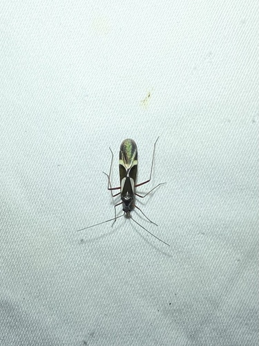 iNaturalist observation photo of Cimicomorph Bugs