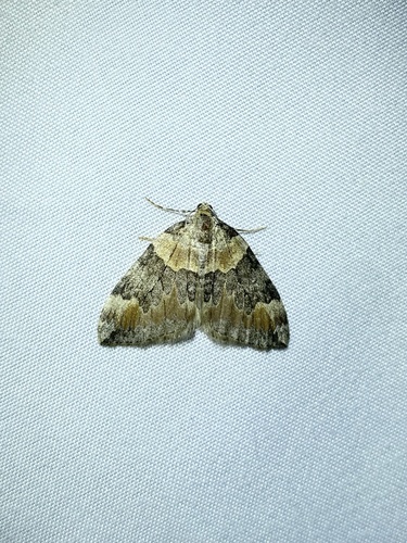 iNaturalist observation photo of Dysstroma brunneata