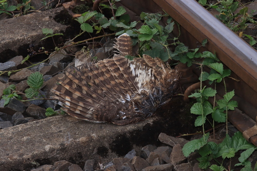 View observation of {o.common_name} on iNaturalist