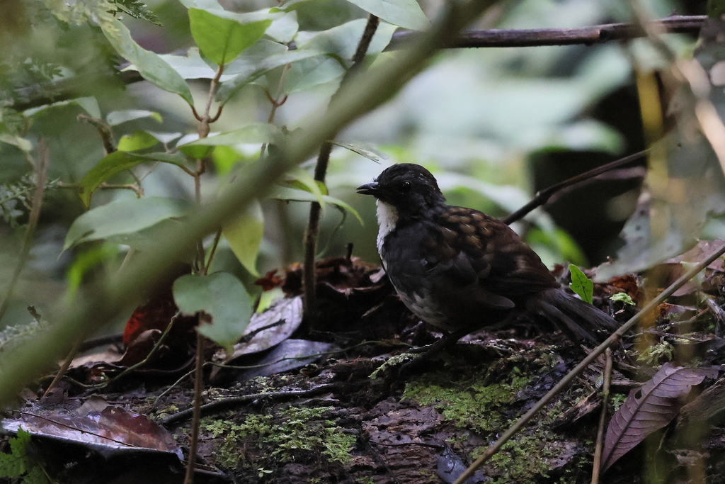 Papuan Logrunner photo