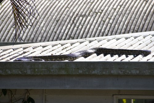 Coastal Carpet Python sighting