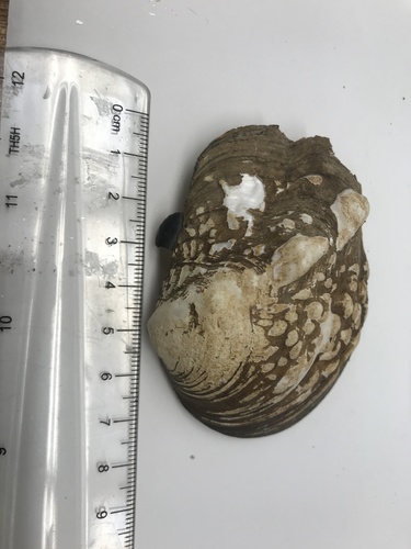 Monkeyface Mussel