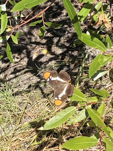 iNaturalist observation photo of California Sister