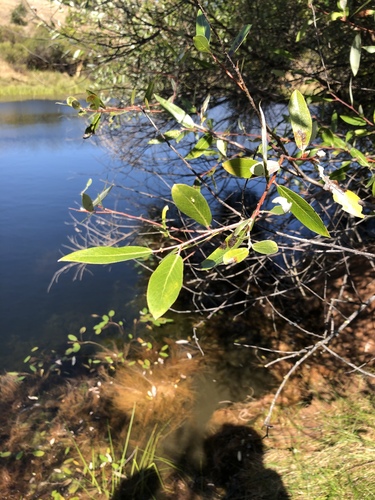 iNaturalist observation photo of red willow