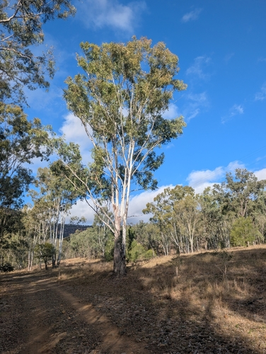 Forest red gum