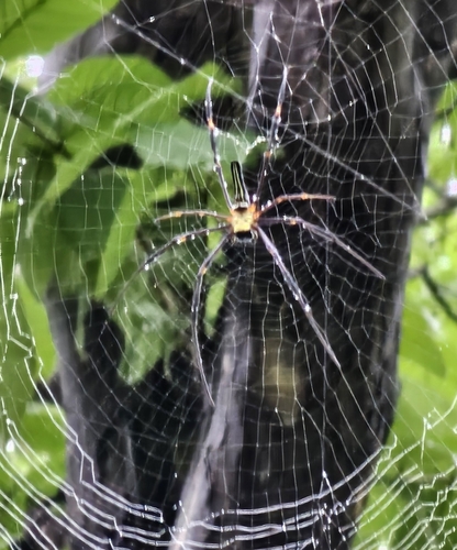 Giant Golden Orbweaver