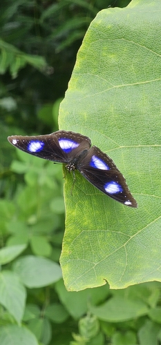 Great Eggfly