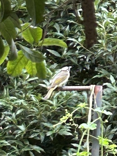 Light-vented Bulbul