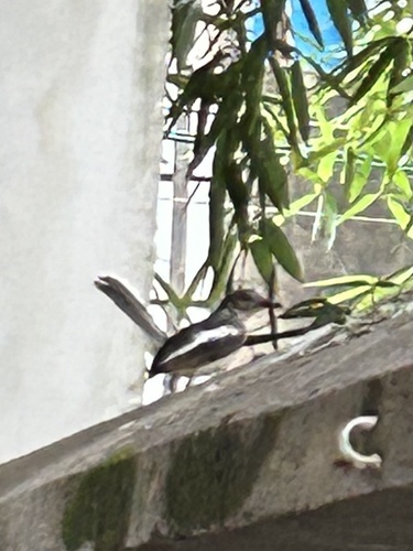 Oriental Magpie-Robin