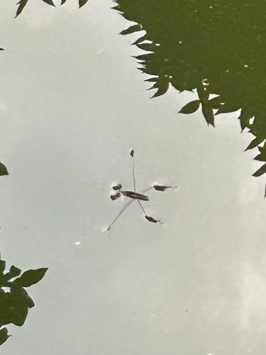 Giant Water Strider
