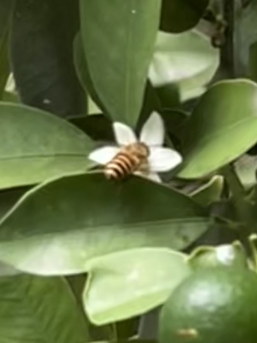 Asian Honey Bee