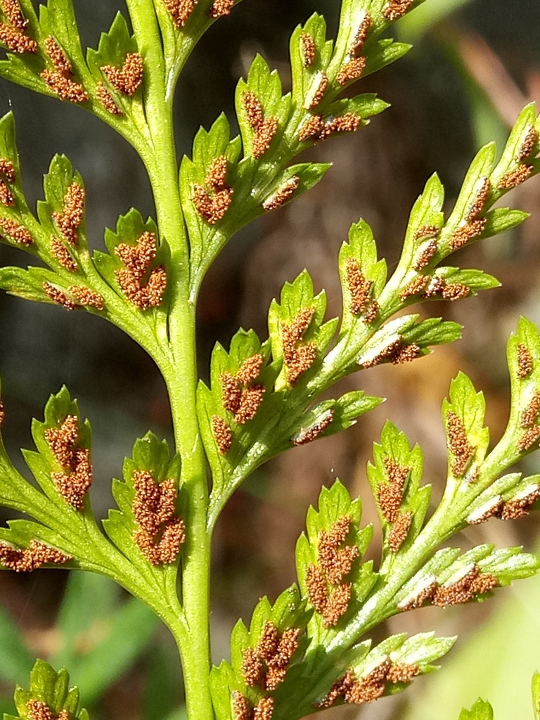 plantas (reino Plantae) · BioDiversity4All, image size:768x1024