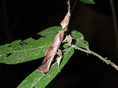 Common Ghost Mantis