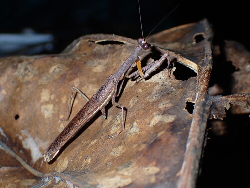 Cataspilota tristis