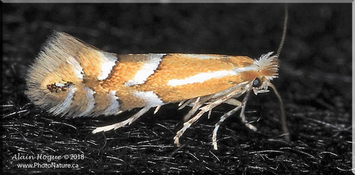 Phyllonorycter intermixta