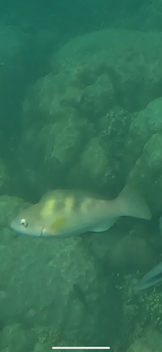 Yellow-barred Parrotfish — seen at this dive site