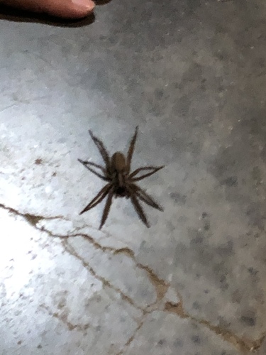 iNaturalist observation photo of Brush-legged Spiders