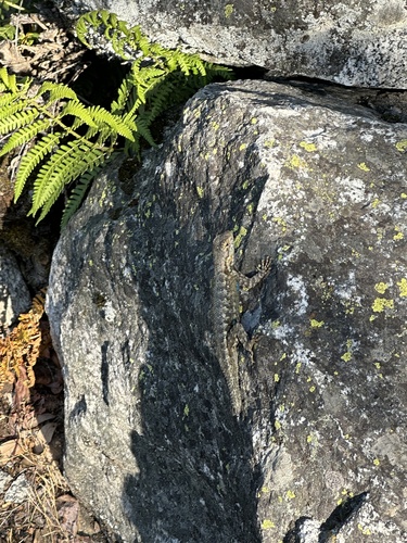 iNaturalist observation photo of Western Fence Lizard