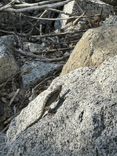 iNaturalist observation photo of Western Fence Lizard