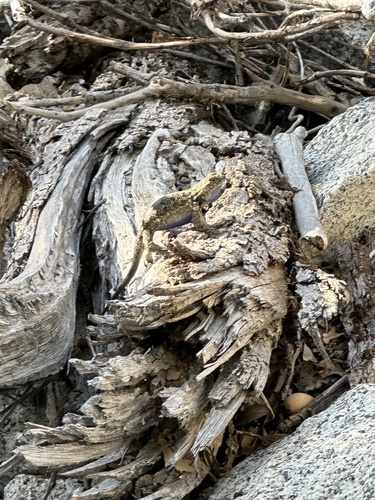 iNaturalist observation photo of Western Fence Lizard