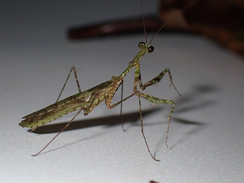 Microsibylla sechii
