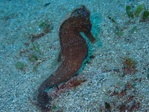 Hippocampus kuda
