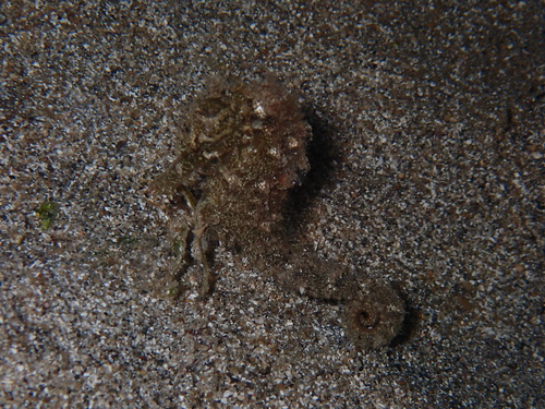 Hippocampus kuda