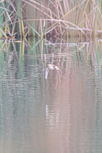iNaturalist observation photo of Least Bittern