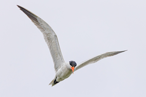 iNaturalist observation photo of Caspian Tern