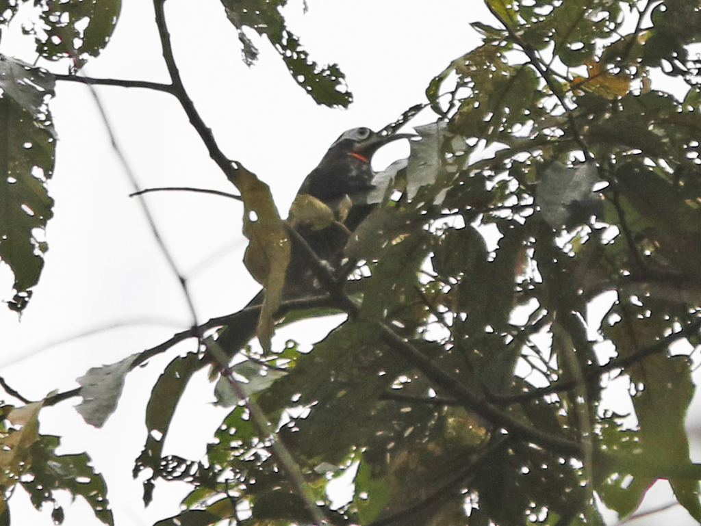 Vogelkop Melidectes photo