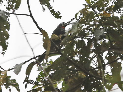 Vogelkop Melidectes